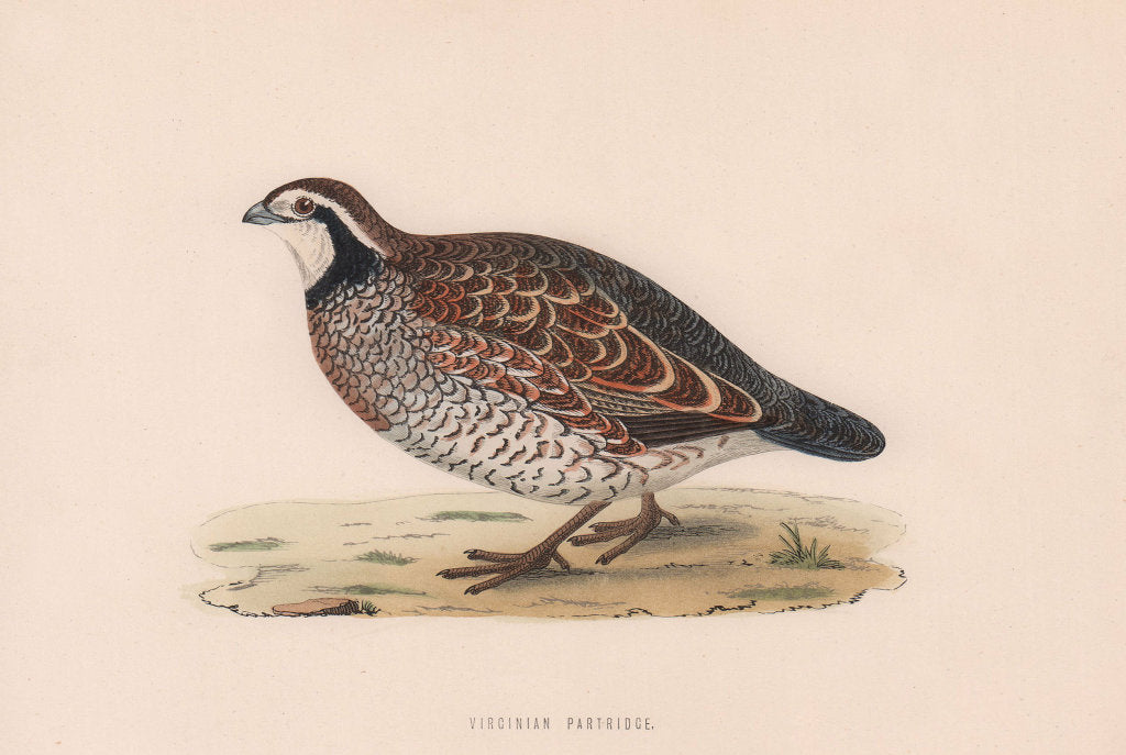 Virginian Partridge. Morris's British Birds. Antique colour print 1870